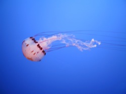 Jellyfish on blue